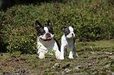 BOSTON TERRIER 156